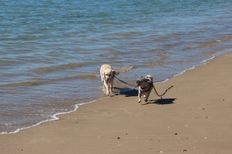 Puppies love the beach!